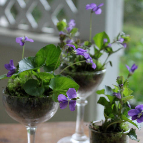 violet1