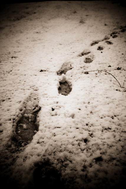 Photo: Basheer Tome