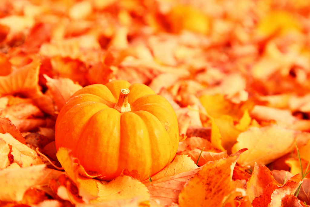 Little Pumpkin with Fallen Orange Autumn Leaves