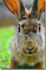 An Open Letter From the Easter Bunny