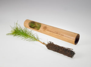 plant a tree