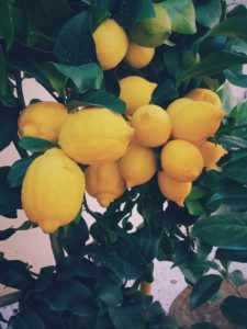 lemon trees