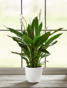Indoor plants make for great gifts.