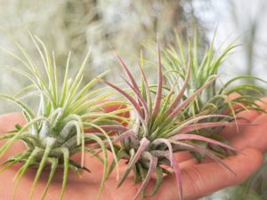 Air plants for the office.