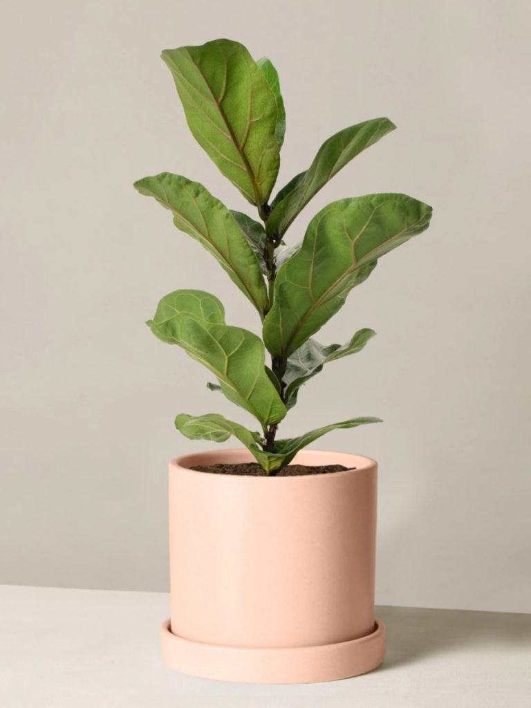 Fiddle leaf fig houseplant in pink pot for Taurus
