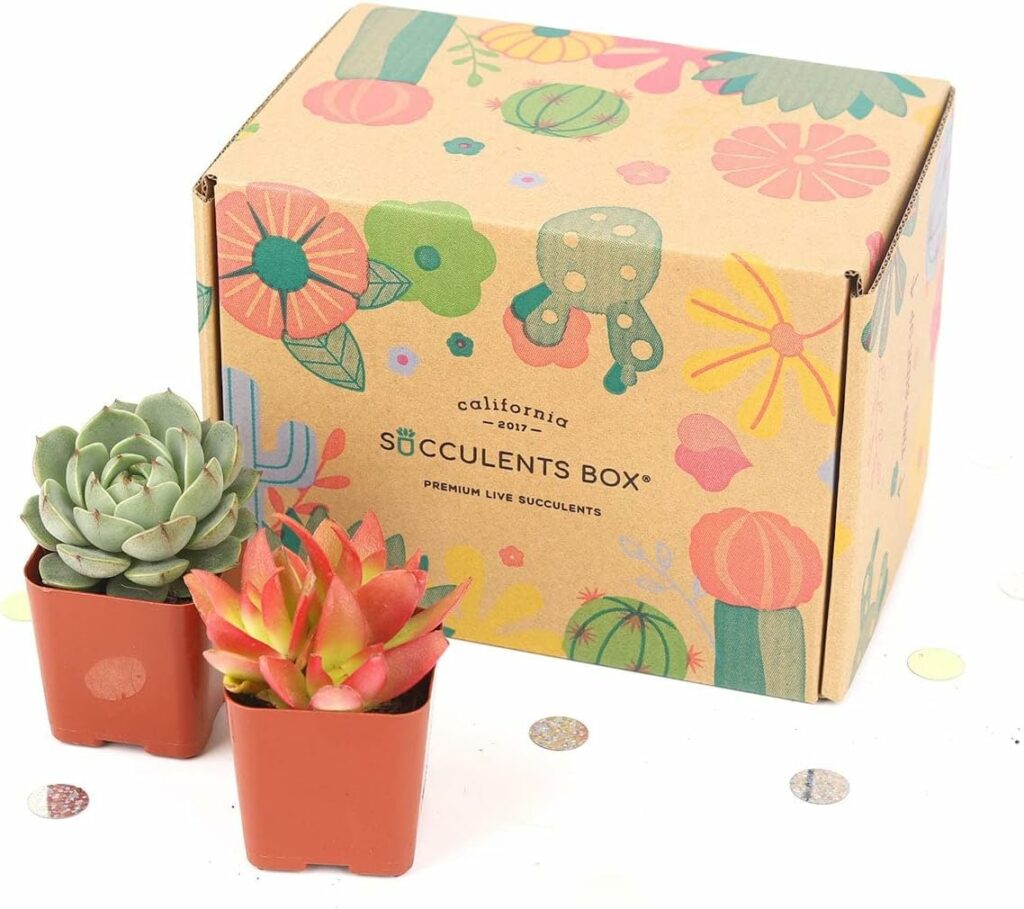 Give a succulents box as a monthly gift