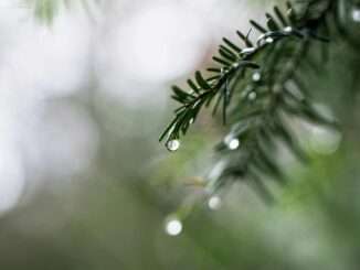 rainy day